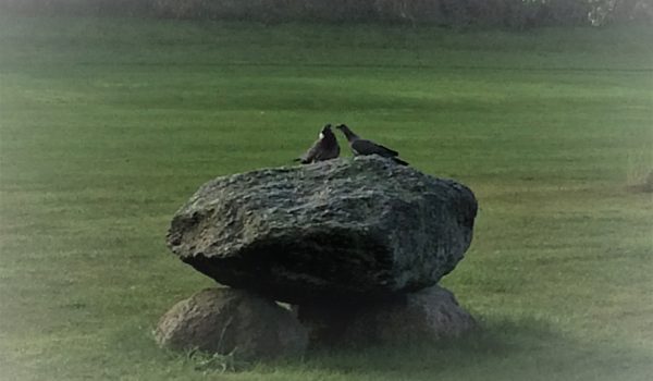 albertslund golfklub_stendysse_duer